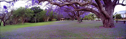 Jacarandas at Grafton (PB00 3719)