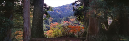 Autumn Colours - Japan (PB00 6136)