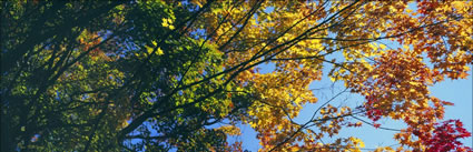 Autumn Colours - Japan (PB00 6137)