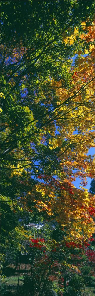 Autumn Colours - Japan (PB00 6138)