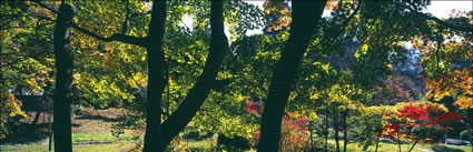 Autumn Colours -  Japan (PB00 6140)