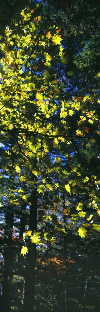 Autumn Colours - Japan (PB00 6154)