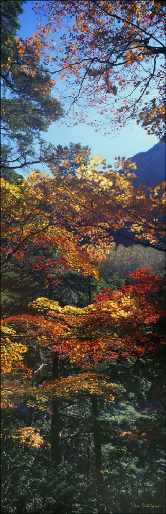 Autumn Colours - Japan (PB00 6156)