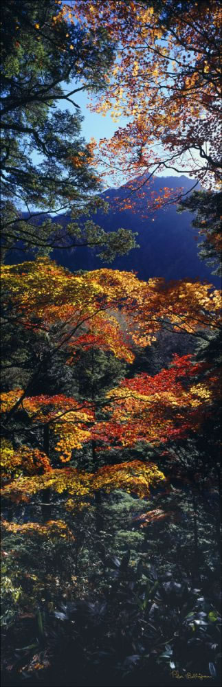 Autumn Colours - Japan (PB00 6157)