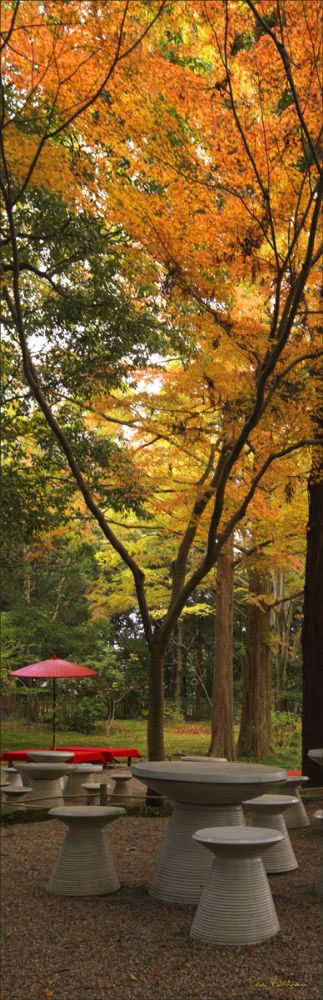 Japanese Tea Garden V (PBH3 00 0085)