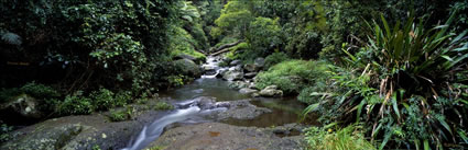 Lamington Stream (PB00 1949)