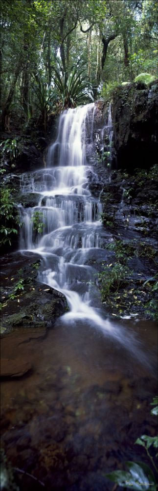 Lamington Waterfall (PB00 1961)