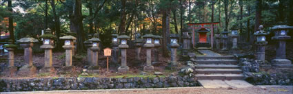 Lantern Way - Nara - Japan (PB00 6256)