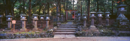 Lantern Way - Nara - Japan (PB00 6257)