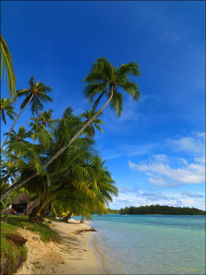Les Tipanes - Moorea (PBH3 00 1470)