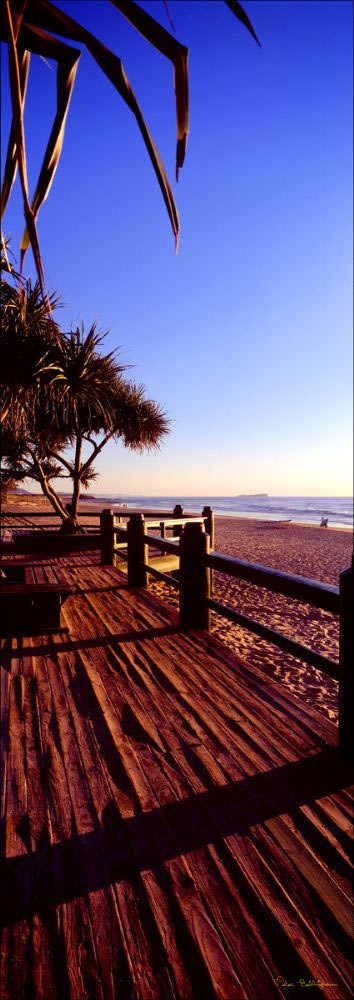 Maroochydore Beach Pandanus Vert-QLD (PB 003202)