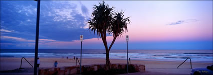 Maroochydore Beach Panadanus 1-QLD (PB003379)