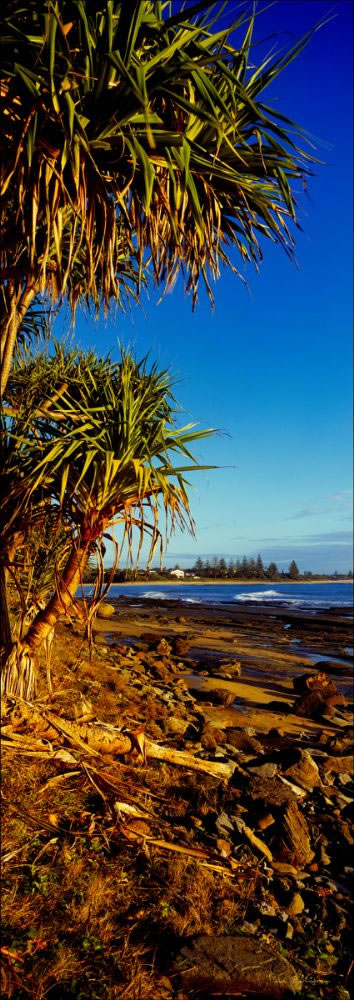 Moffat Beach Pandanus Vertical 1 - QLD (PB003394)