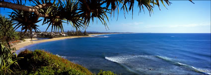 Moffat Beach Pandanus - QLD (PB003377)