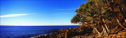 Noosa National Park Pandanus - QLD (PB00 3078)
