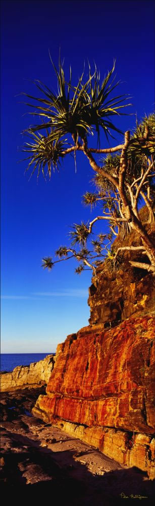 Noosa Nat Park Pandanus Vert 2 - QLD (PB003080)