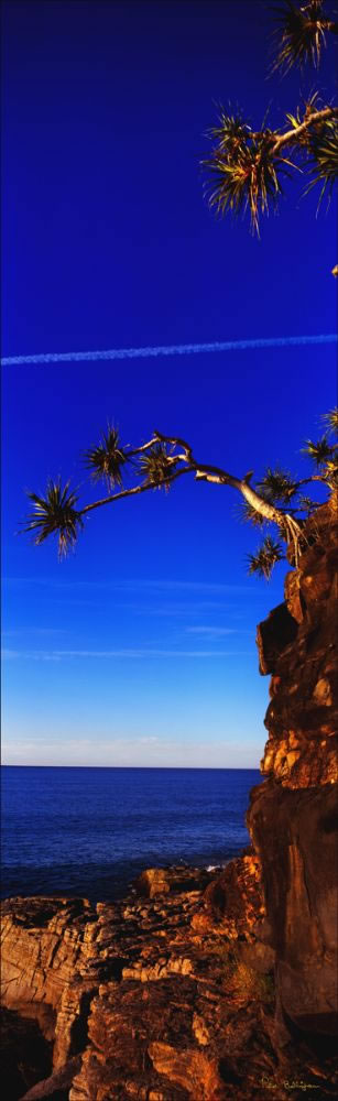 Noosa Nat Park Pandanus Vert 4-QLD (PB003066)