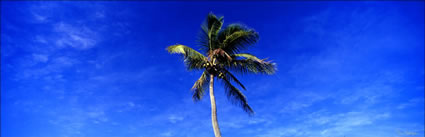 Coconut Palm Tree - Fiji (PB00 4828).jpg