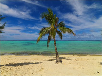 Palm Tree - Raratonga (PBH3 00 1227)