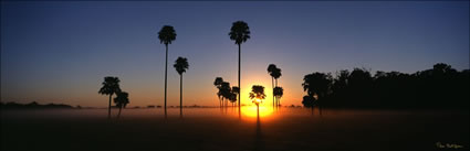 Palm Trees at Maroochydore -QLD (PB00 4447)