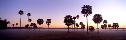 Palm Trees at Maroochydore 2 -QLD (PB00 4445)