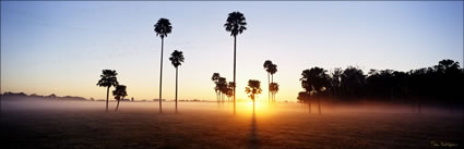 Palm Trees at Maroochydore 3 - QLD (PB00 4446)