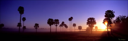 Palm Trees at Maroochydore - QLD (PB00 4444)