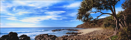 Pandanus at Coolum 1 -QLD (PB003165) 