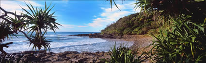 Pandanus at Coolum 3 - QLD (PB 003167)