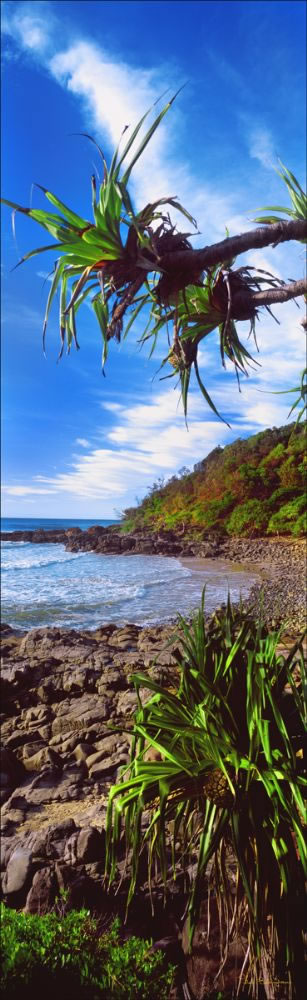 Pandanus at Coolum Vertical - QLD (PB 003168)