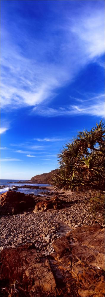Pandanus Sunrise Vert Coolum1 - QLD (PB 003170)