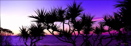 Pandanus Sunset 2 - QLD (PB003073)
