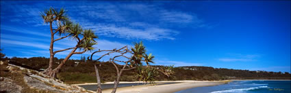 Pandanus on Cylinder Beach 2 - QLD (PB002958)