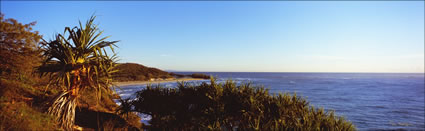 Pandanus on Nth Gorge- Stradbroke- QLD (PB002955)