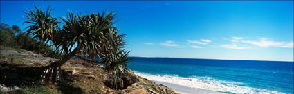 Pandanus on Straddroke Island 2-QLD (PB 002992)