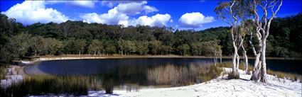 Paperbark Trees at Lake Poona - QLD (PB00 4600)