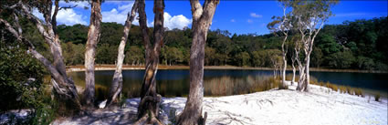 Paperbark Trees at Lake Poona - QLD (PB00 4601)