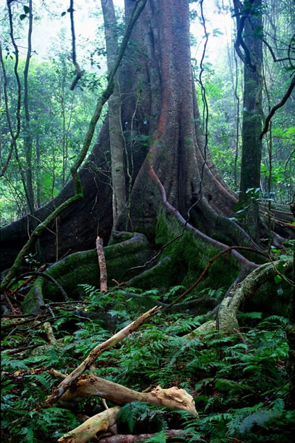 Rainforest Tree 2 - Bunya Mountains NP - QLD