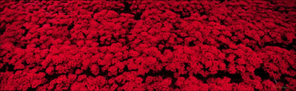 Red In Bloom - Roma St Parklands - QLD