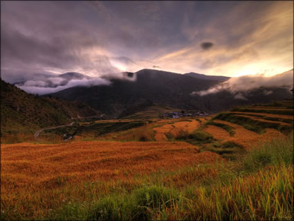 Red Rice - Punakha SQ (PBH3 00  24241)
