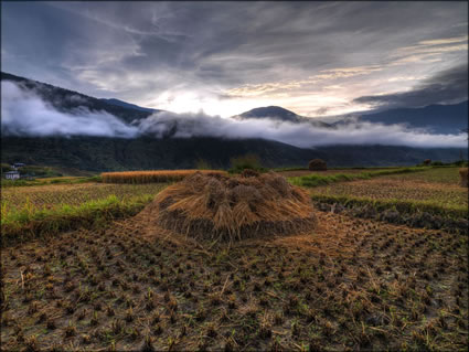 Red Rice - Punakha SQ (PBH3 00  24265)