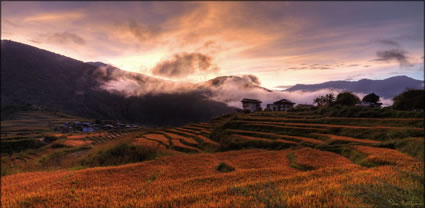 Red Rice - Punakha T (PBH3 00  24242)