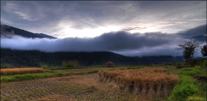 Red Rice - Punakha T (PBH3 00  24243)