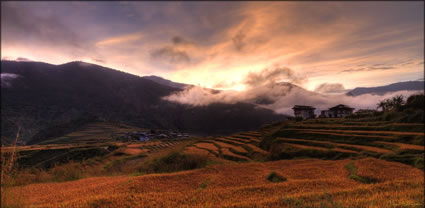 Red Rice - Punakha T (PBH3 00  24244)
