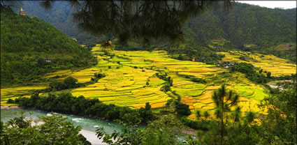 Red Rice Paddies (PBH3 00 24333)