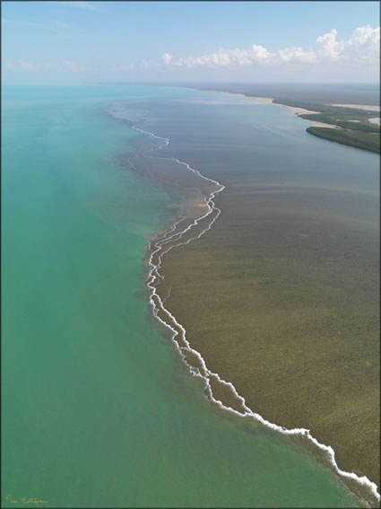 Reef - Bathurst Island - NT (PBH3 00 12446)