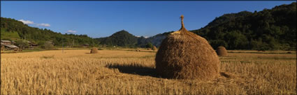 Rice Field (PBH3 00 14106)
