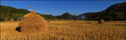 Rice Field (PBH3 00  14107)