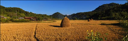 Rice Field (PBH3 00  14108)