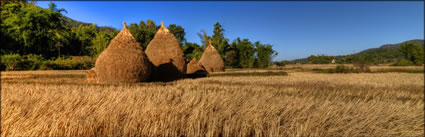 Rice Field (PBH3 00 14180)